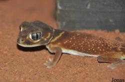 Noctalis