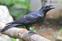 Corvus macrorhynchos