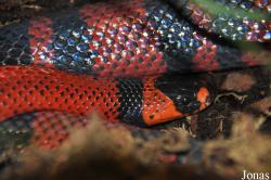 Lampropeltis triangulum hondurensis