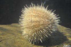 Echinus acutus