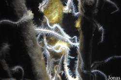 Ophiocomidae