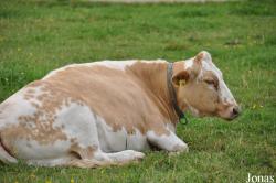 Vache Fjällnära