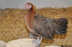 Poule Gammalsvensk Dvärghöna