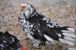 Poule Orusthöna