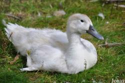 Canard Svensk Blå Anka