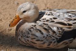 Canard domestique