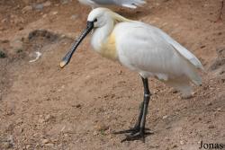 Platalea leucorodia