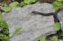 Natrix natrix gotlandica