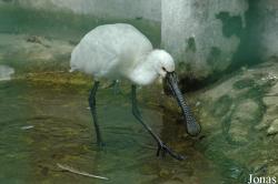 Chengdu Zoo