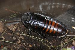 Gromphadorhina oblongonota