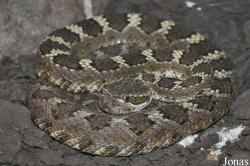 Crotalus oreganus cerberus