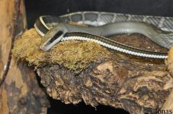 Orthriophis taeniurus callicyanous