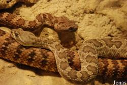 Crotalus viridis