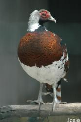 Chengdu Zoo