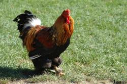 Gallus gallus