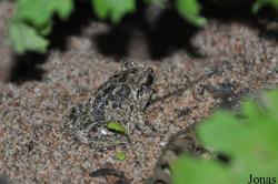 Pelobatidae