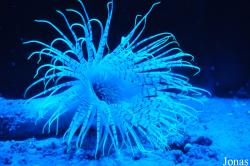 Pachycerianthus multiplicatus