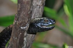 Universeum