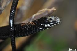 Universeum