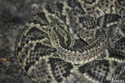 Universeum
