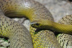 Universeum