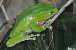 Universeum