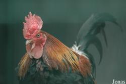 Gallus gallus