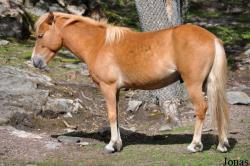 Poney Gotland