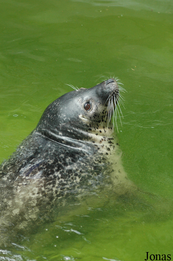 Chengdu Zoo