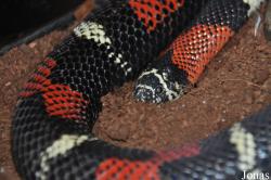 Dipsadidae