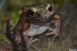 Leptodactylidae