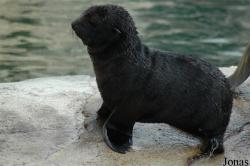 Arctocephalus pusillus