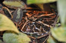 Ceratophryidae