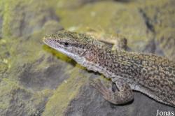 Varanus storri