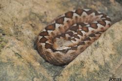 Vipera ammodytes meridionalis