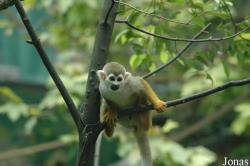 Chengdu Zoo