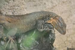 Malmö Reptilcenter