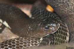 Malmö Reptilcenter