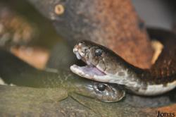 Malmö Reptilcenter
