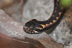 Vipera dinniki