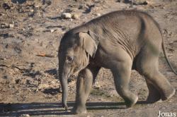 Zoo København