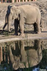 Zoo København