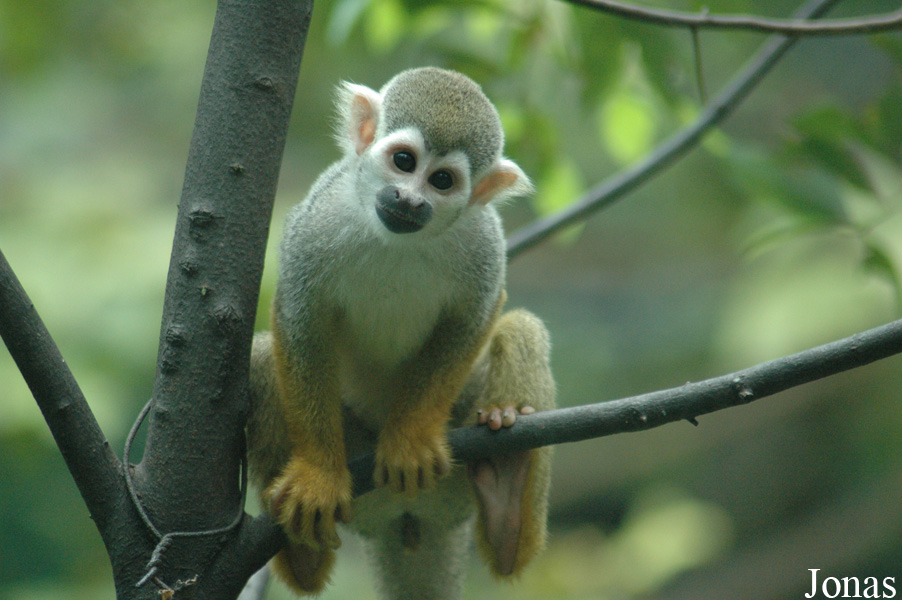 Chengdu Zoo