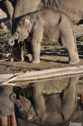 Zoo København