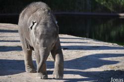 Zoo København