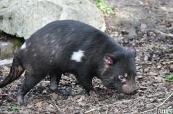 Zoo København