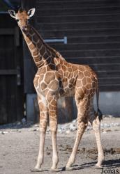 Zoo København