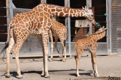 Zoo København