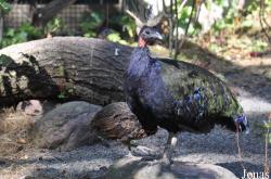 Zoo København