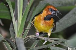 Ploceus nigricollis